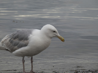 Seagull Sitting on The Beach