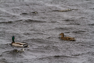 Ducks in a storm