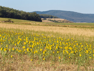 Sunflower field in autumn - Espinosa del Camino, Castile and León, Spain
