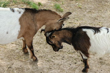 The kid is bumping with his mother goat