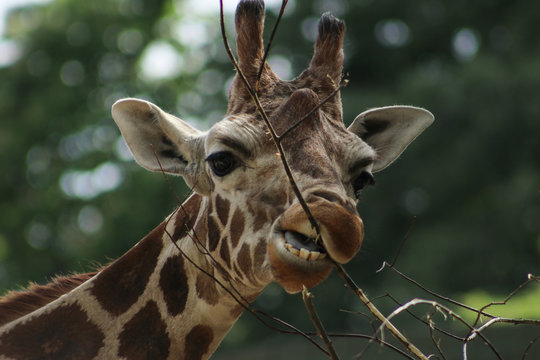 Giraffe eats tree branches