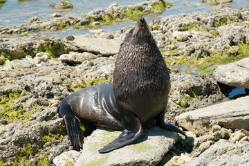 Fototapeta premium Foka grająca na morskiej skale, naturalne tło zwierzęce