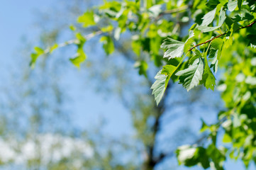 Green leaf background.