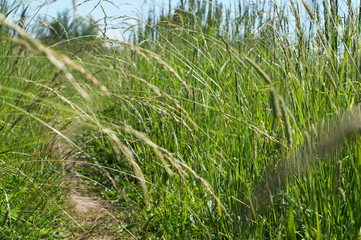 Natural green colorful rural meadow