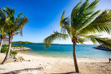 Obraz na płótnie Canvas palm on the beach