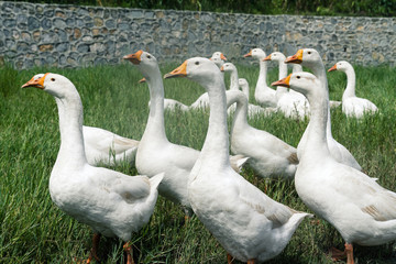 gooses