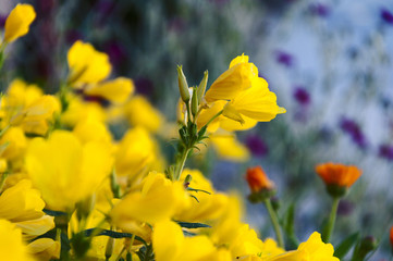 Obraz premium yellow flowers on the flowerbed