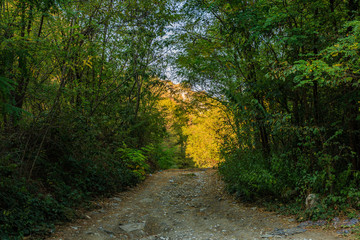 Fototapeta premium Path