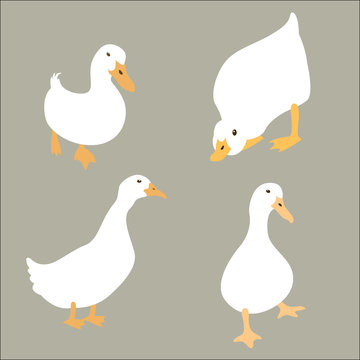 duck white set vector illustration flat style