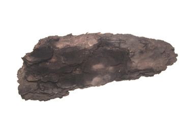 tree bark isolated on white background