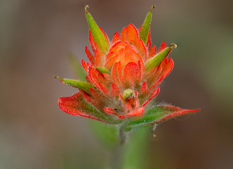 Paint Brush in the Wild