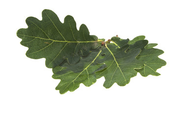 oak leaf isolated on white background