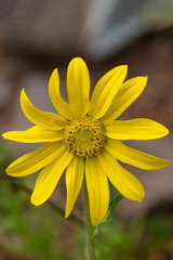 Yellow Flower