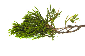 thuya isolated on white background