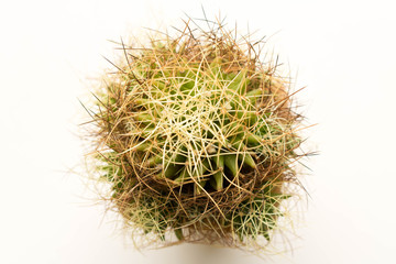 Great prickly cactus. Isolated on white background. Close up. Top view