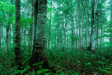 Obraz premium 霧かかる森