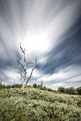 View of a dead tree – long exposure