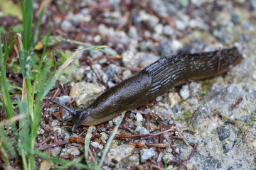A large black slug (Arion ater)