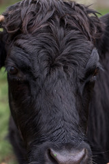 The Welsh Black cattle is an endangered dual purpose breed - traditionally bred for milk and beef.