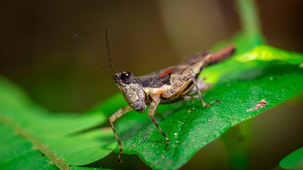 Grasshopper On Leaf