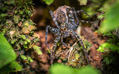 Spider On Tree
