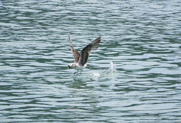 먹이사냥을 하는 바다새