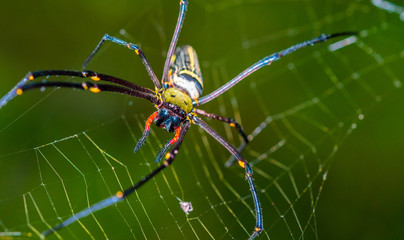 Spider With Spider Web