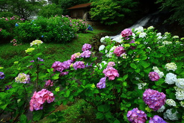 岩手県北上市　紫陽花と水車小屋