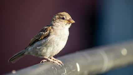 Spatz