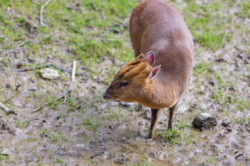 Reeve's Muntjac Deer (Muntiacus reevesi)