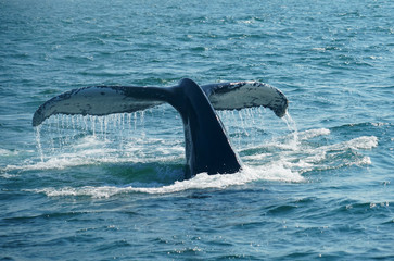 tail of humpback whale in the ocean during whale watch trip