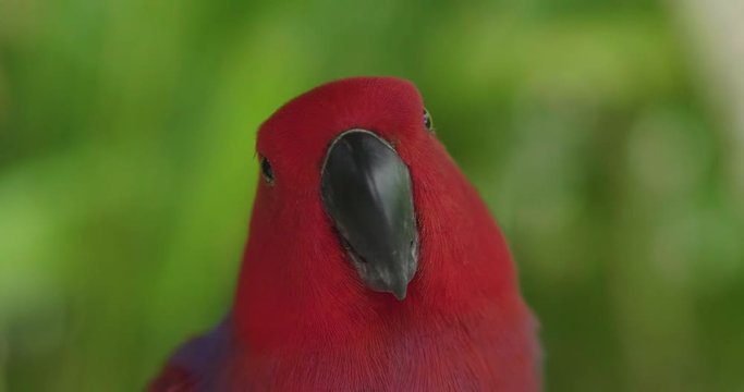 Close up of a parrot with the beautiful colors of the feathers that are mixed creating an explosion of colors. Concept of: colors, exotic birds.