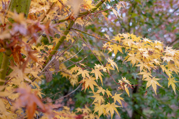 Japanese Maple Autumn