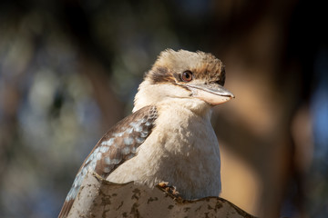 Kookaburra