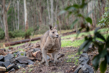 Male Kangaroo