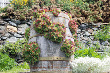 Traditional old wooden barrel with flower in Patagonia, Argentina
