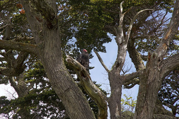 Fototapeta na wymiar Vulture at Estancia Harberton in Tierra del Fuego, Patagonia, Argentina