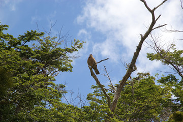 Bird at Estancia Harberton in Tierra del Fuego, Patagonia, Argentina