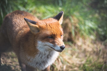 Red Fox