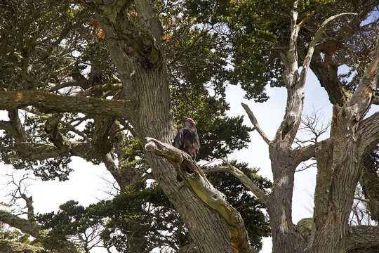 Harbert Tree รูปภาพHarberton – เลือกดูภาพถ่ายสต็อก เวกเตอร์ และวิดีโอ216 | Adobe Stock