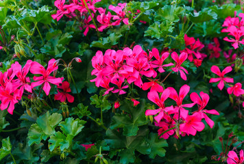 A beautiful multi-colored pelargonium on a flower bed