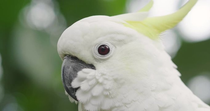 Close up Blue and gold macaw parrot with the beautiful colors of the feathers that are mixed creating an explosion of colors. Concept of: colors, exotic birds.