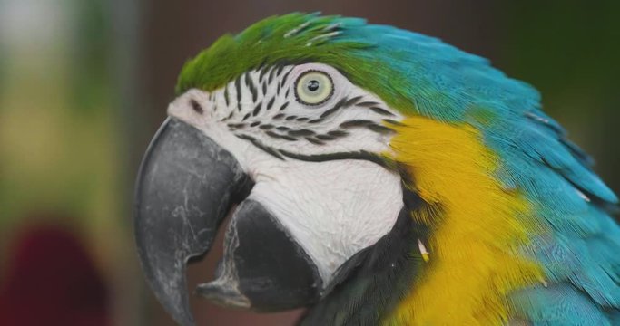 Close up Blue and gold macaw parrot with the beautiful colors of the feathers that are mixed creating an explosion of colors. Concept of: colors, exotic birds.