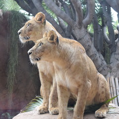 Löwenpaar