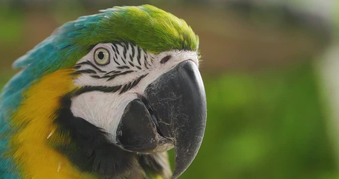 Close up Blue and gold macaw parrot with the beautiful colors of the feathers that are mixed creating an explosion of colors. Concept of: colors, exotic birds.