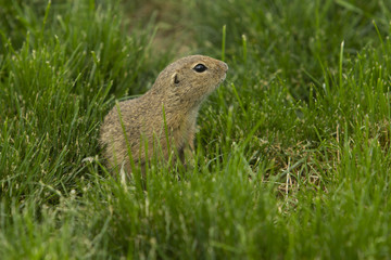 Naklejka na ściany i meble young European ground squirrel (Spermophilus citellus) is looking in the distance