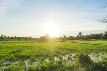 The paddy field  in the evening with sunset sky in thailand.