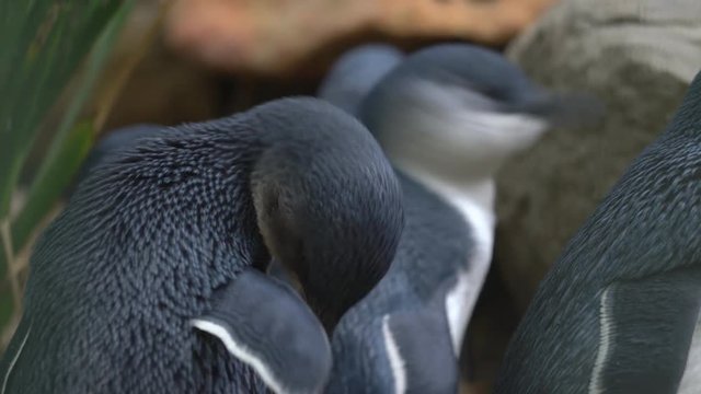 Little penguins close up - Australia