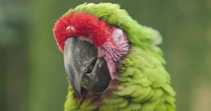 Close up of a parrot with the beautiful colors of the feathers that are mixed creating an explosion of colors. Concept of: colors, exotic birds.