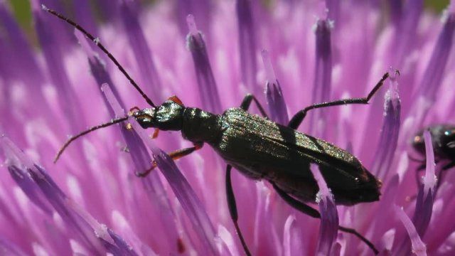 Beetle Blister fly eats pollen on a pink thistle flower. Macro footage.